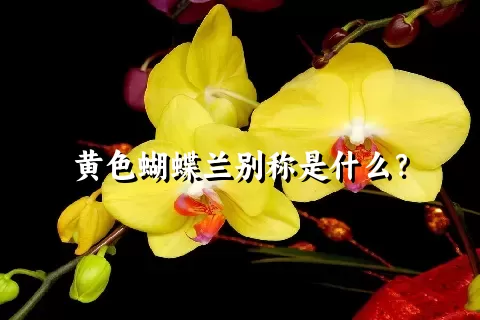 黄色蝴蝶兰别称是什么？