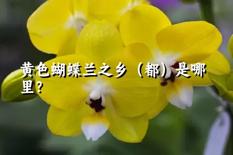 黄色蝴蝶兰之乡（都）是哪里？