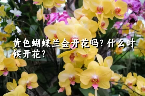 黄色蝴蝶兰会开花吗？什么时候开花？