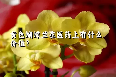 黄色蝴蝶兰在医药上有什么价值？