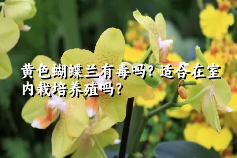 黄色蝴蝶兰有毒吗？适合在室内栽培养殖吗？