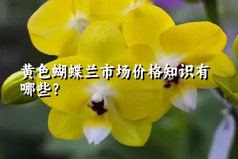 黄色蝴蝶兰市场价格知识有哪些？