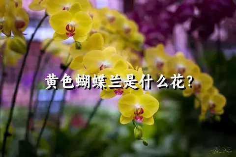 黄色蝴蝶兰是什么花？