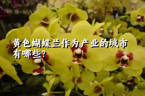 黄色蝴蝶兰作为产业的城市有哪些？