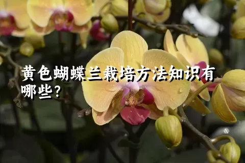 黄色蝴蝶兰栽培方法知识有哪些？