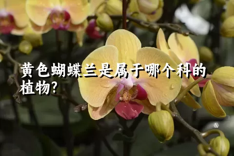 黄色蝴蝶兰是属于哪个科的植物?