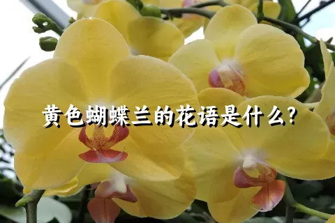 黄色蝴蝶兰的花语是什么?