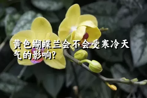 黄色蝴蝶兰会不会受寒冷天气的影响?