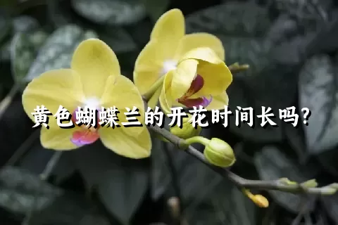 黄色蝴蝶兰的开花时间长吗?