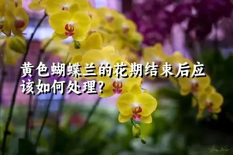 黄色蝴蝶兰的花期结束后应该如何处理?