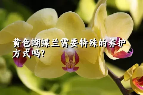 黄色蝴蝶兰需要特殊的养护方式吗?