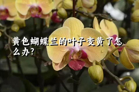 黄色蝴蝶兰的叶子变黄了怎么办?