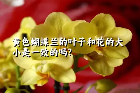 黄色蝴蝶兰的叶子和花的大小是一致的吗?