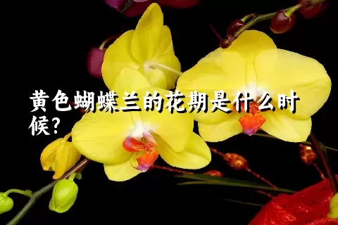 黄色蝴蝶兰的花期是什么时候?