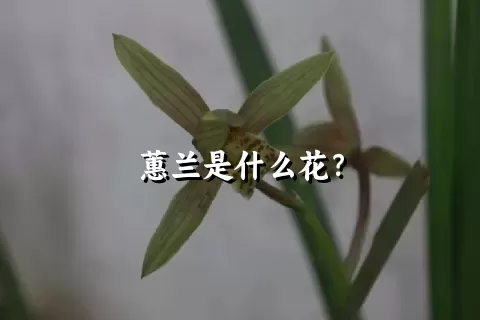 蕙兰是什么花？