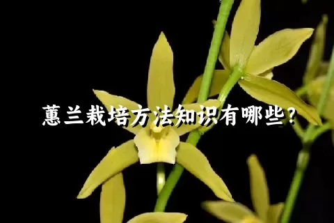 蕙兰栽培方法知识有哪些？