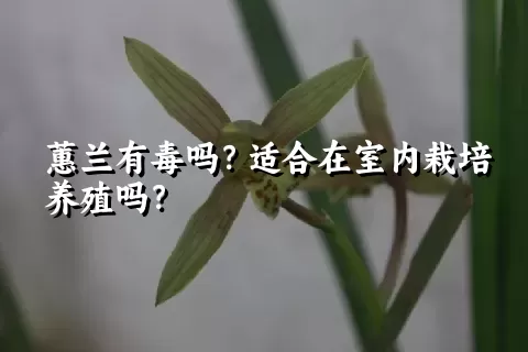 蕙兰有毒吗？适合在室内栽培养殖吗？