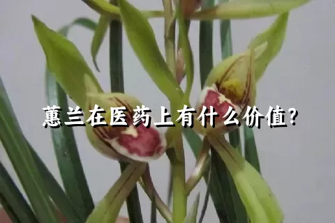 蕙兰在医药上有什么价值？