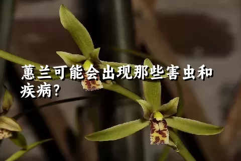 蕙兰可能会出现那些害虫和疾病？