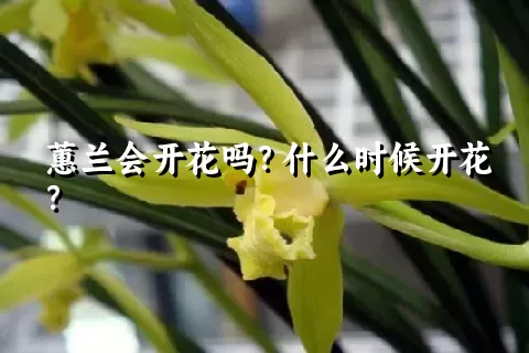 蕙兰会开花吗？什么时候开花？