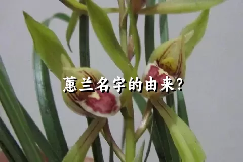 蕙兰名字的由来？