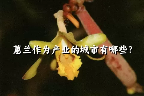 蕙兰作为产业的城市有哪些？