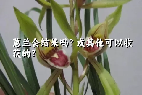 蕙兰会结果吗？或其他可以收获的？