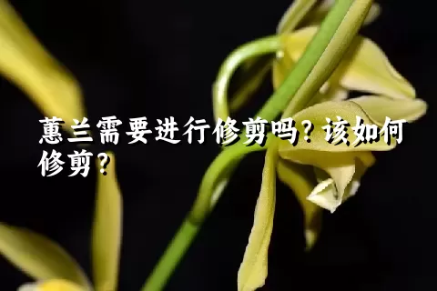 蕙兰需要进行修剪吗？该如何修剪？