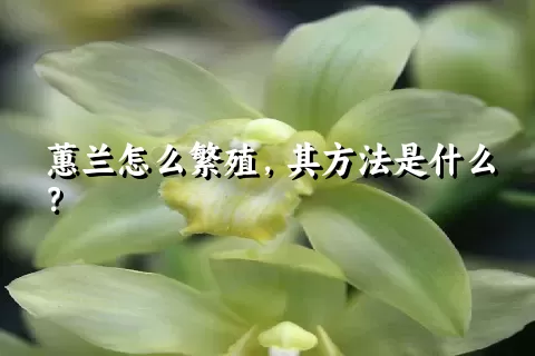 蕙兰怎么繁殖，其方法是什么？