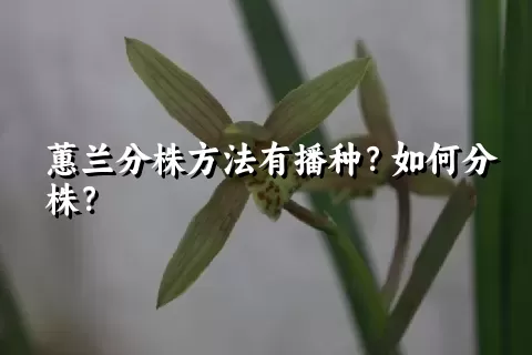 蕙兰分株方法有播种？如何分株？