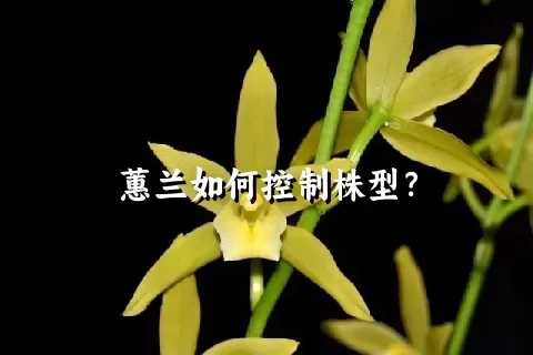 蕙兰如何控制株型？