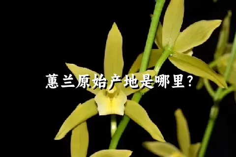 蕙兰原始产地是哪里？