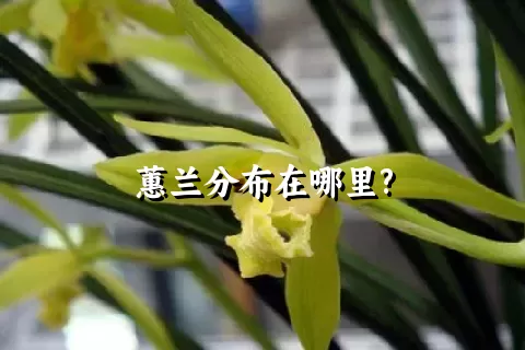 蕙兰分布在哪里?