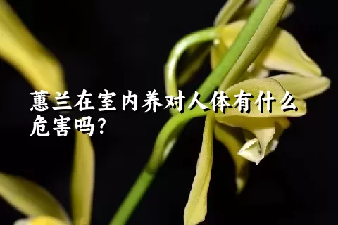 蕙兰在室内养对人体有什么危害吗？