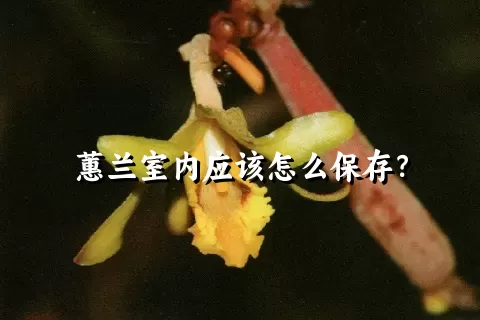 蕙兰室内应该怎么保存？