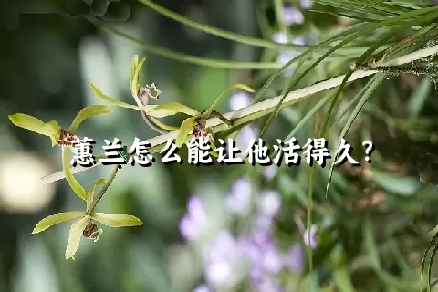 蕙兰怎么能让他活得久？