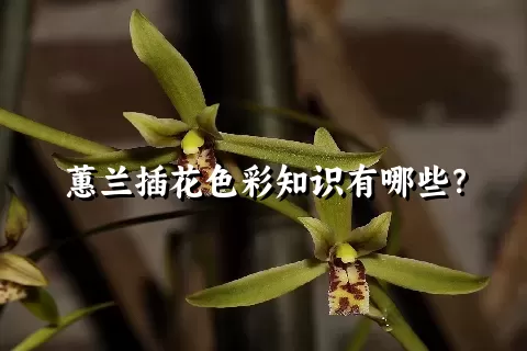 蕙兰插花色彩知识有哪些？