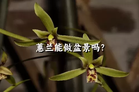 蕙兰能做盆景吗？