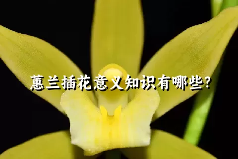 蕙兰插花意义知识有哪些？