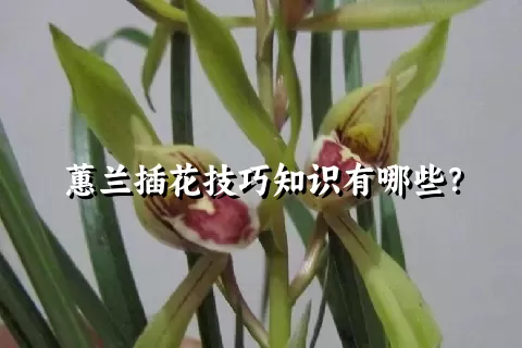 蕙兰插花技巧知识有哪些？