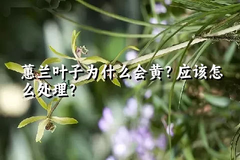 蕙兰叶子为什么会黄？应该怎么处理？