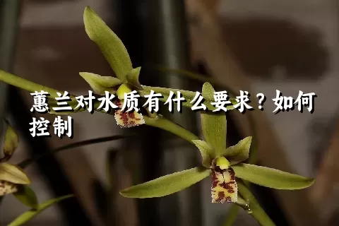 蕙兰对水质有什么要求？如何控制