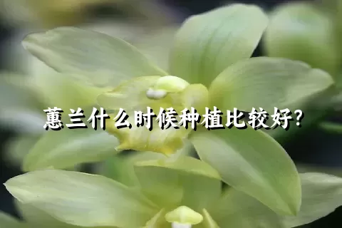 蕙兰什么时候种植比较好？