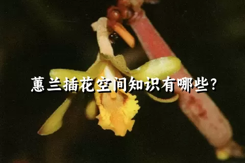 蕙兰插花空间知识有哪些？