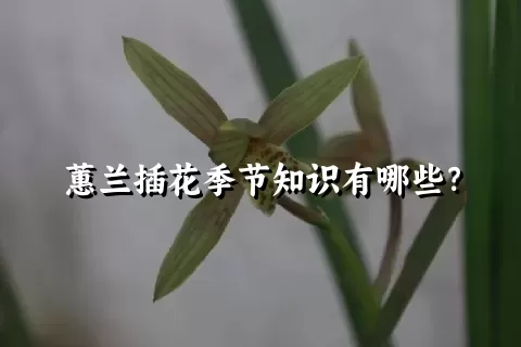 蕙兰插花季节知识有哪些？