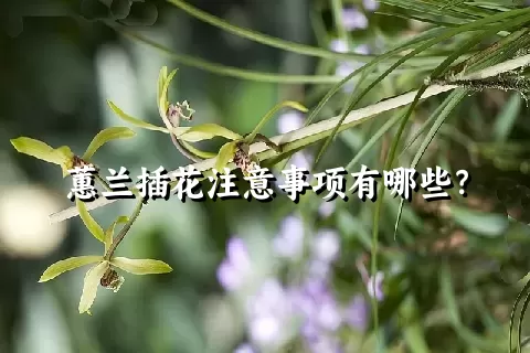 蕙兰插花注意事项有哪些？