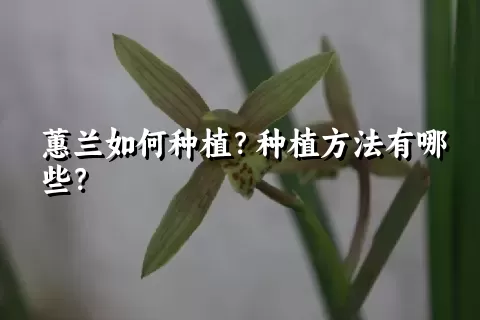 蕙兰如何种植？种植方法有哪些？