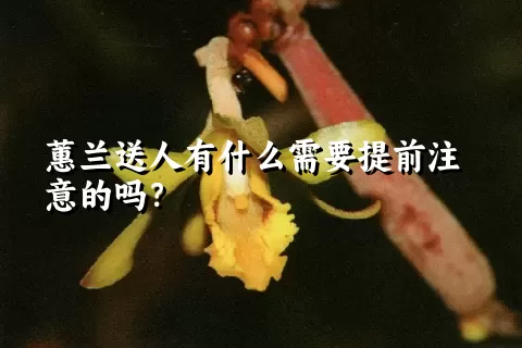 蕙兰送人有什么需要提前注意的吗？