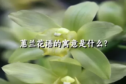 蕙兰花语的寓意是什么？