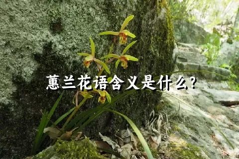 蕙兰花语含义是什么？